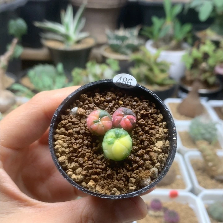 实生小兜锦3颗带盆1cm