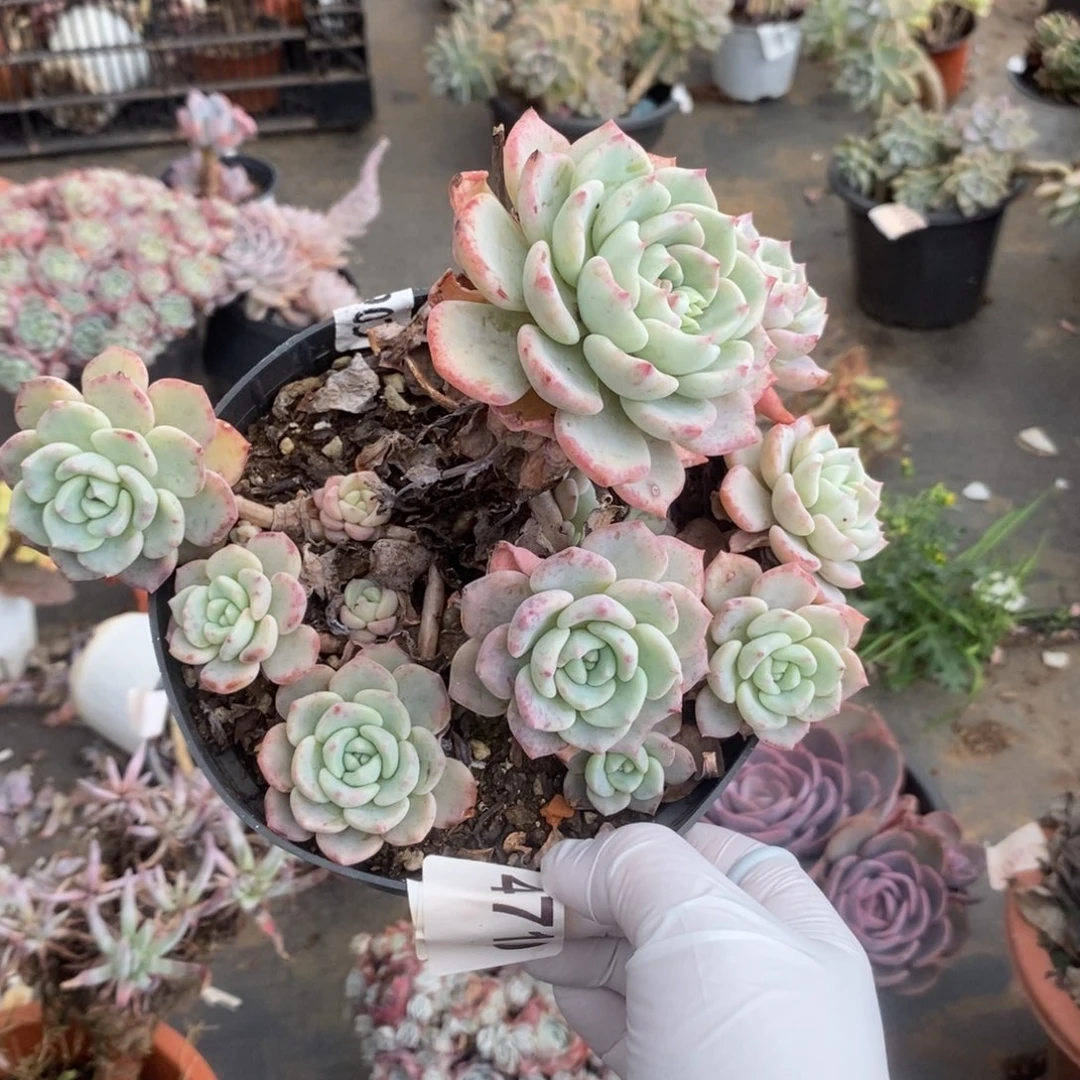 4710千山雪一物一拍