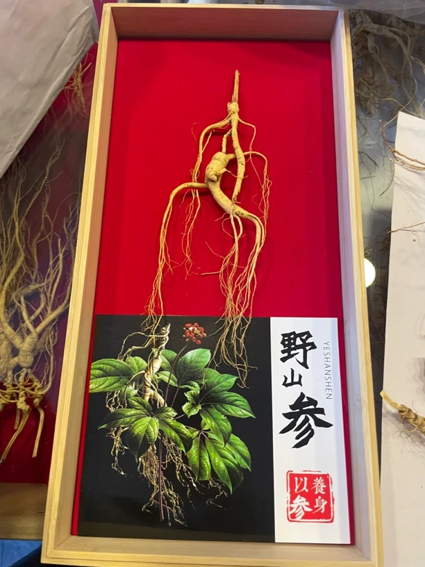 【上古神草】长白山林下参野山参送礼盒滋补佳品泡酒煲汤送礼