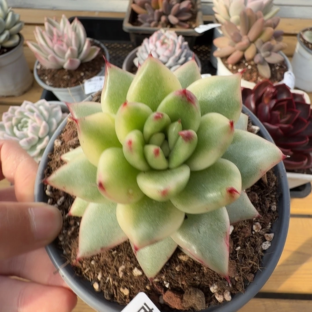 冬云锦1111124-219