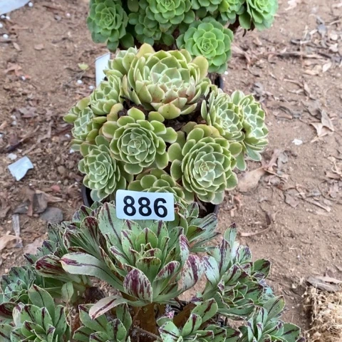 绿羊绒粉花妖碧火法师886