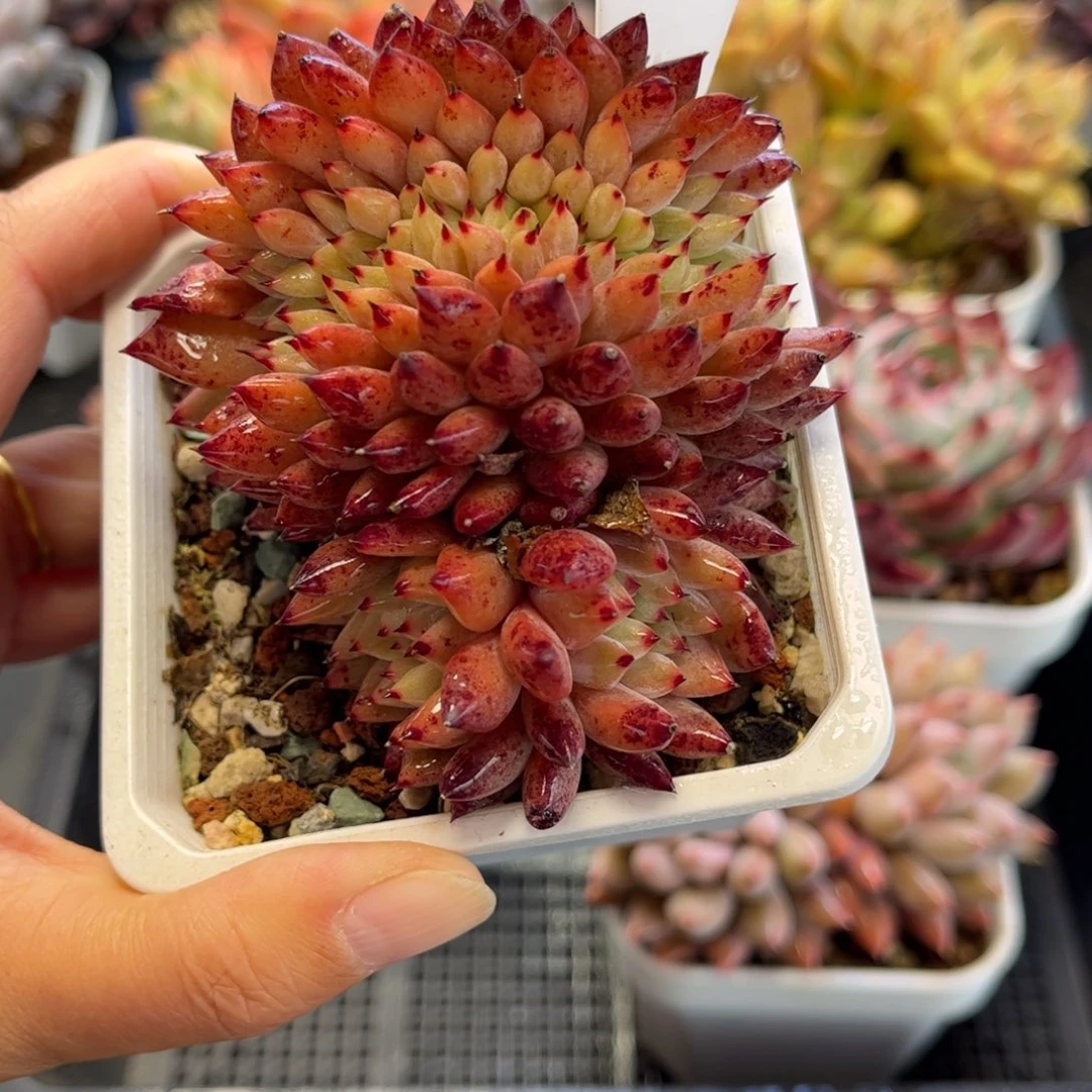 1637 满30包邮 天冷必拍保温箱