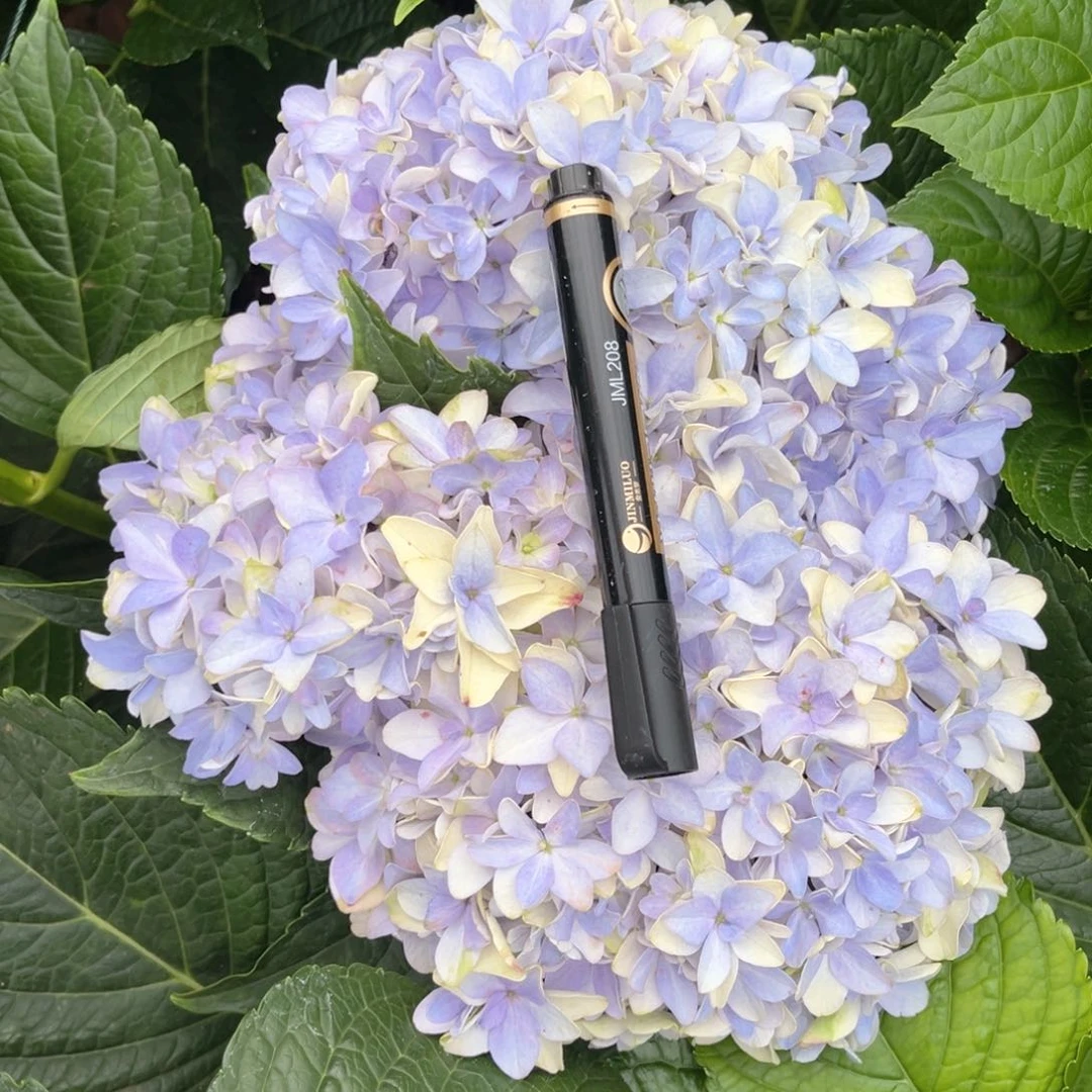 大部分开放少量花苞108 号绣球花一支（3支包邮）
