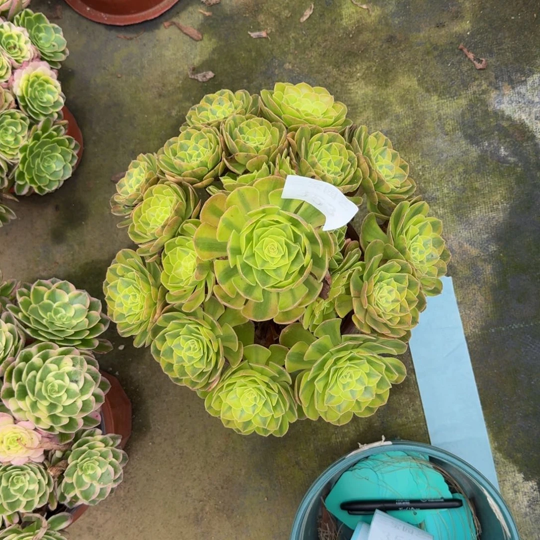 徐***包多肉植物353雨荷寄养