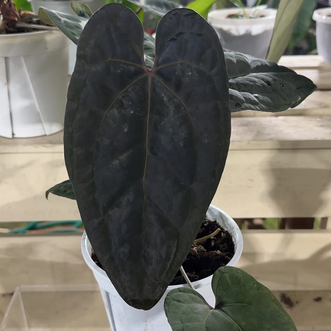 无花朵黑桃杂黑凤凰