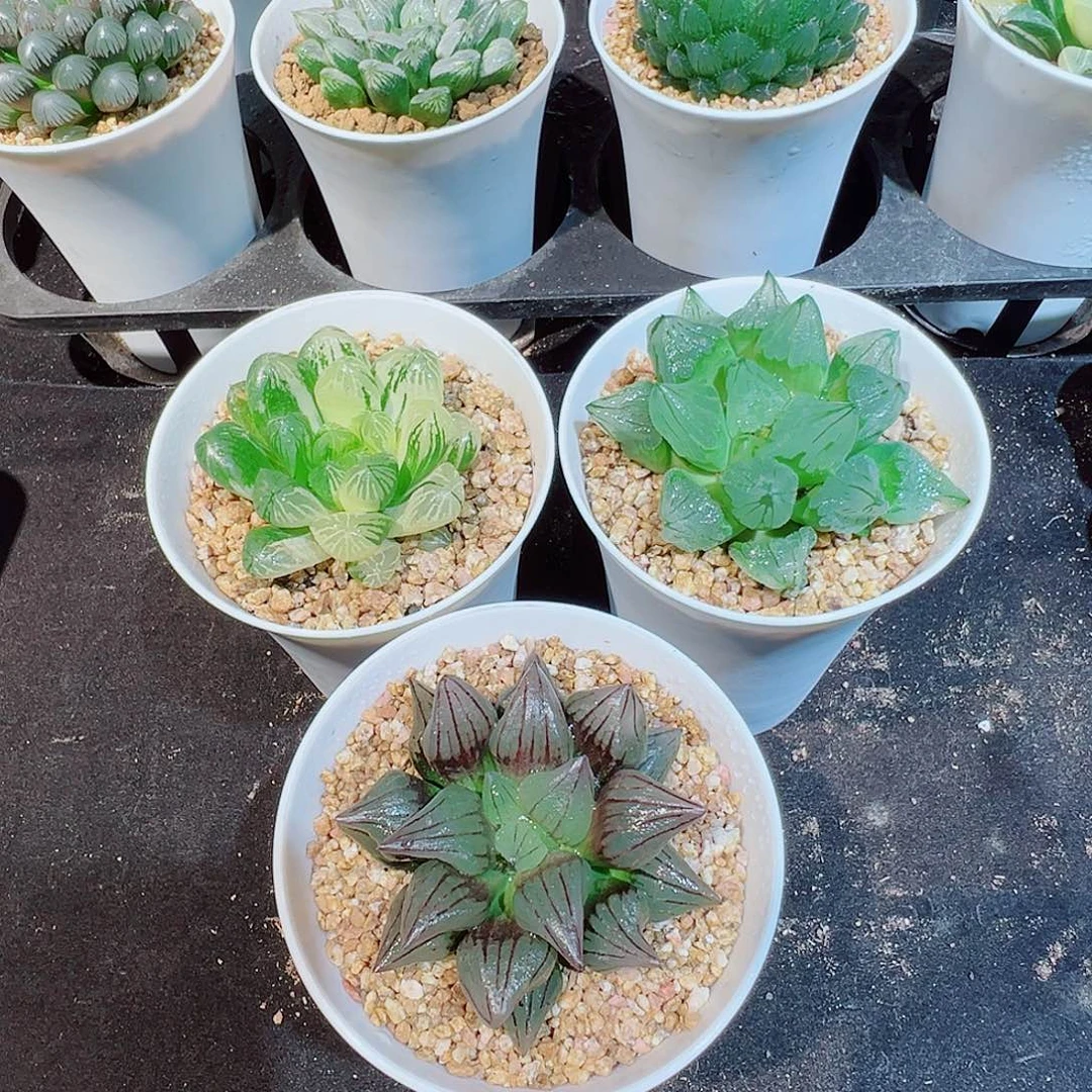 仙***王组合三个玉露多肉