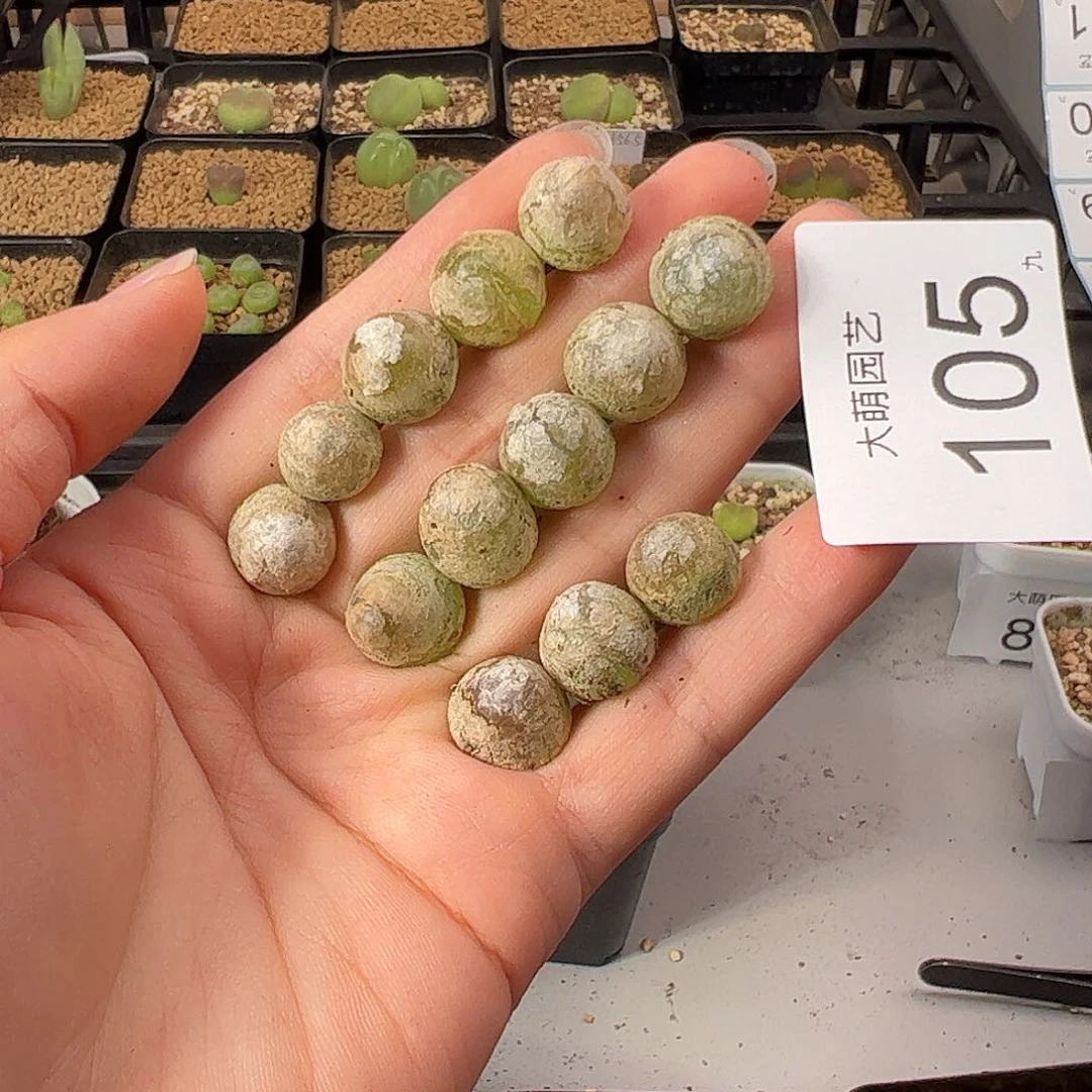 0000105 一物一拍。