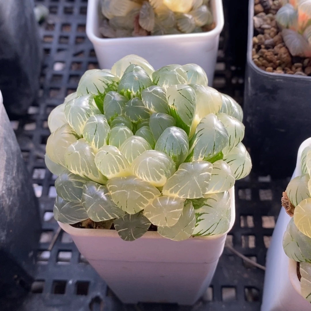 一颗湖水玉露锦 新年福利