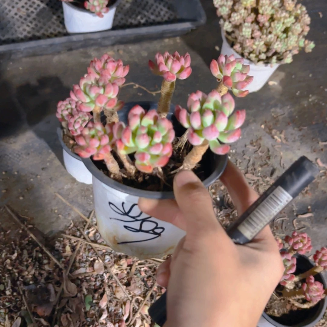 蓝苹果11cm新疆包邮老桩