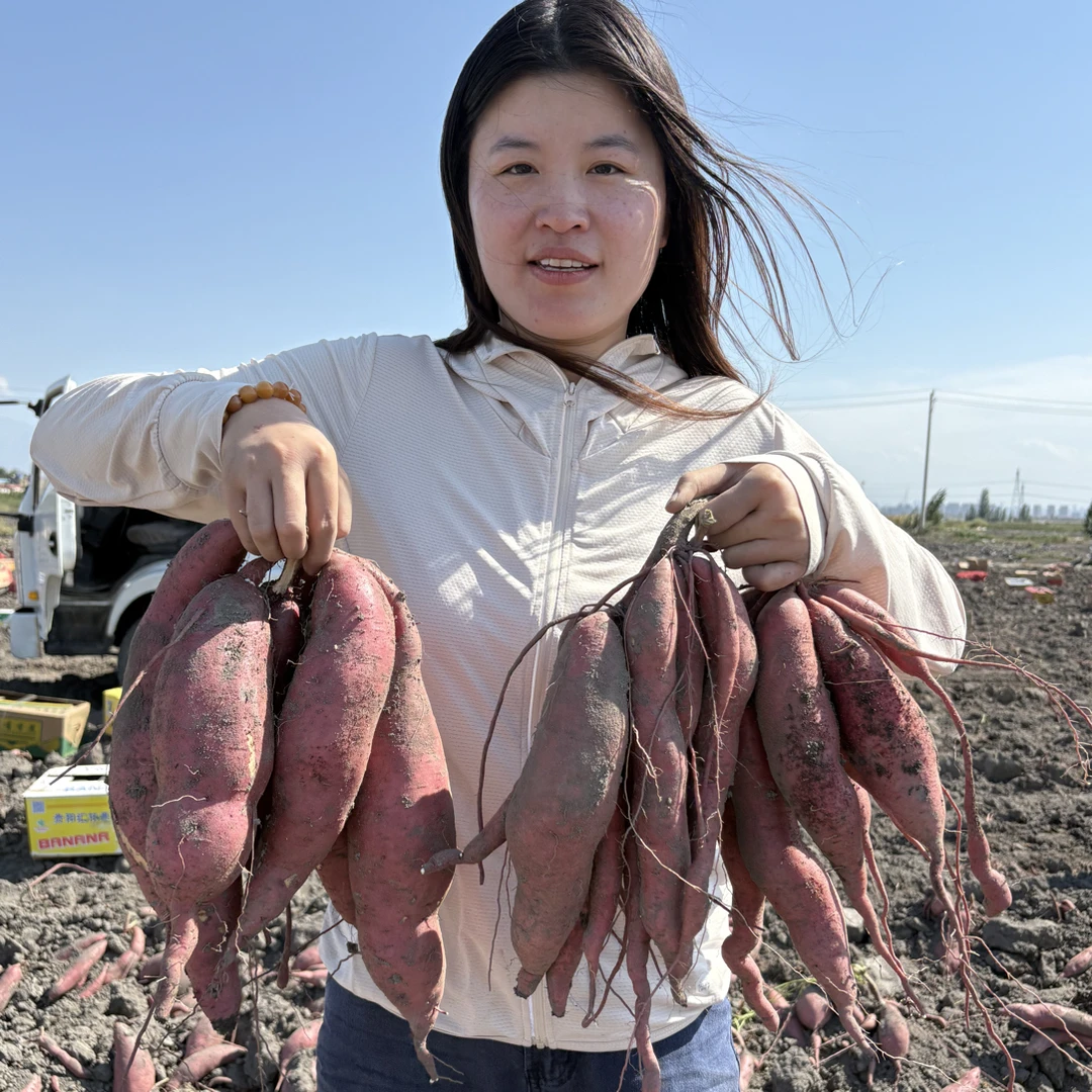 小糖人专属农科院研发新品冰糖蜜薯33号红皮黄肉软糯香甜不升糖
