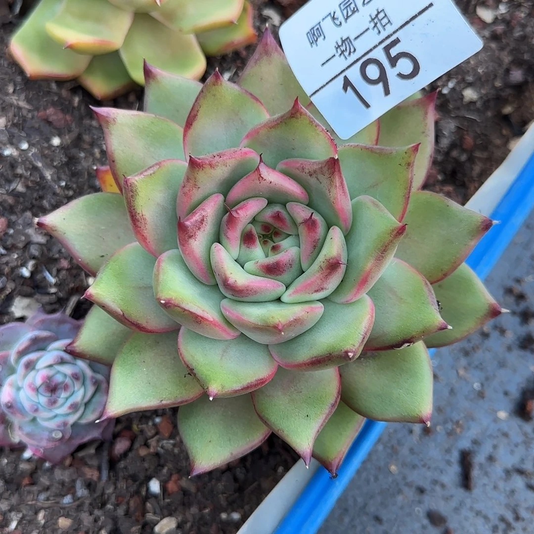 195多肉 多肉福利