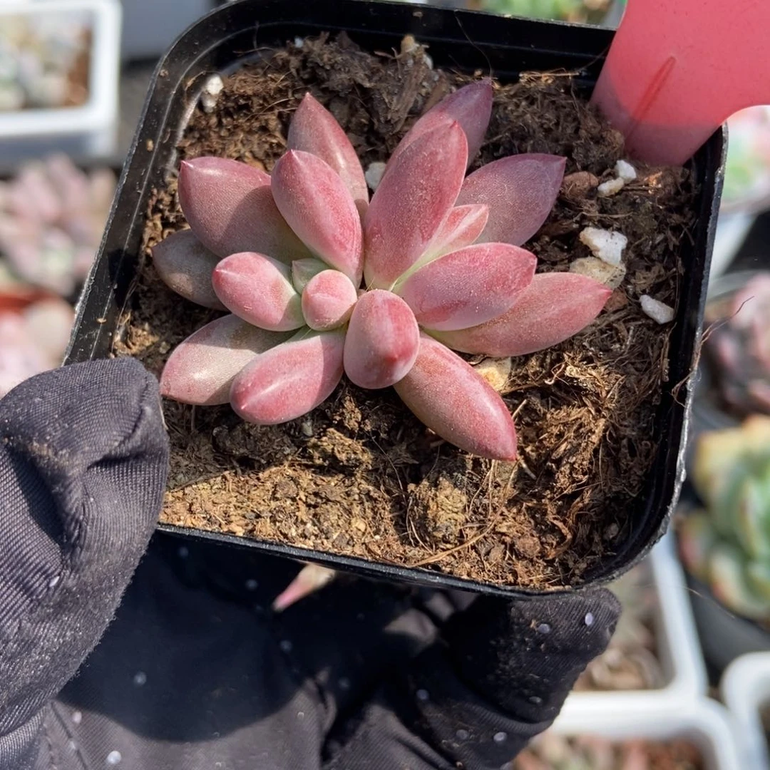 512赫菲多肉植物保护