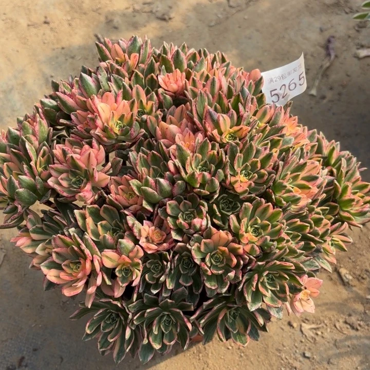 甜茶多肉法师5265