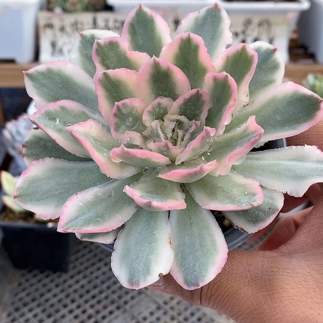 17191 紫蝴蝶锦多肉