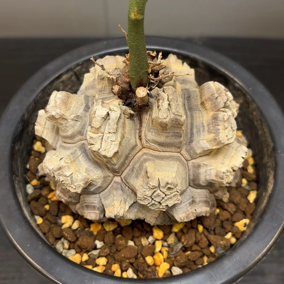 5号龟甲龙带盆包邮