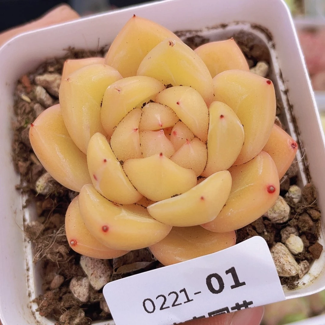 000000000000001量拍