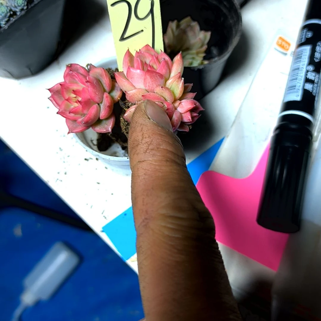 满9元包邮，粉娘子，29号新品