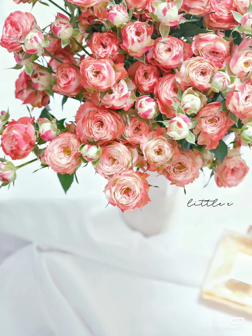 【好物鲜花】野草莓玫瑰10支 两单包邮