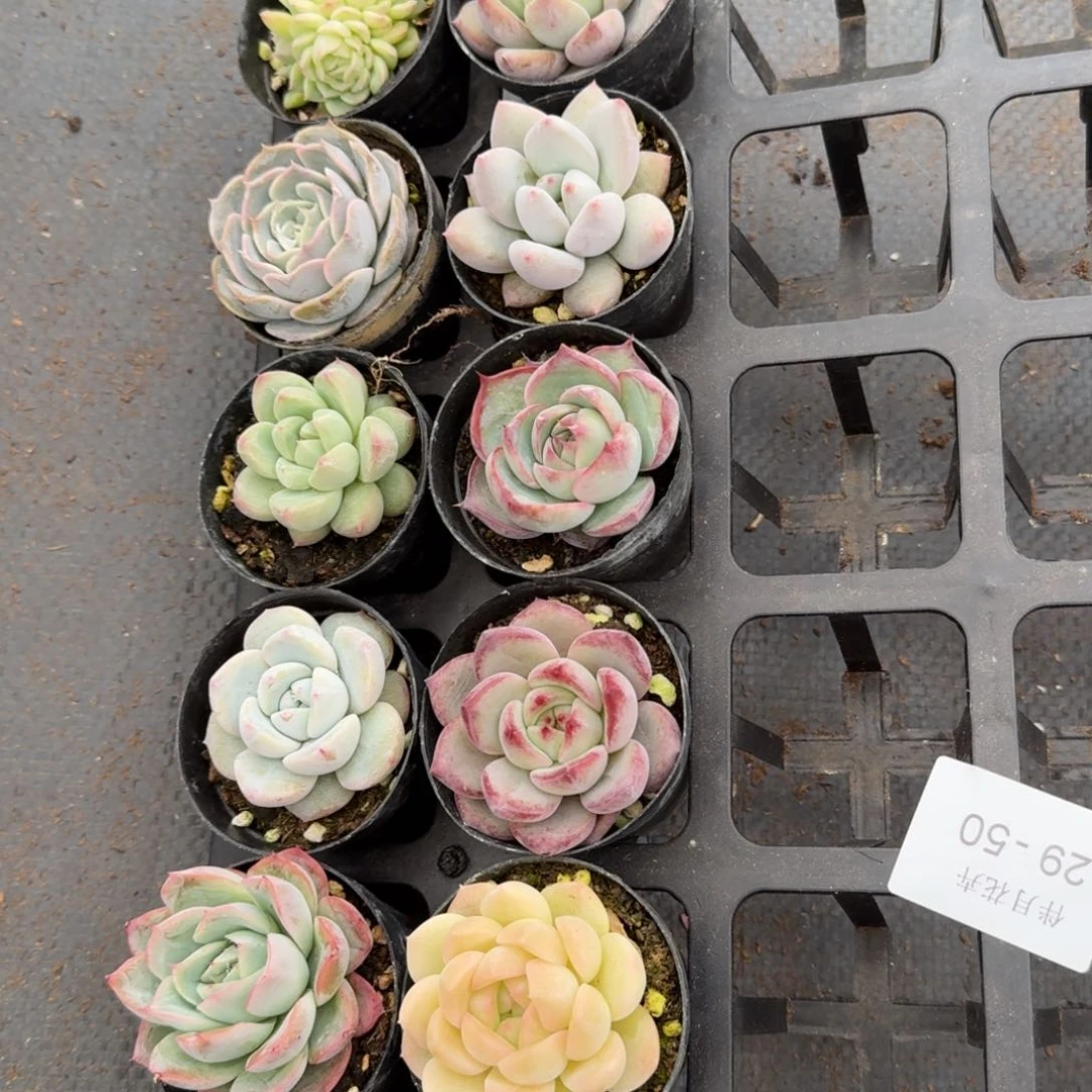 套餐一组量拍29-50