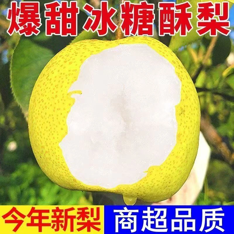 现摘现发新鲜当季陕西酥梨皮薄多汁甜酥脆雪花梨