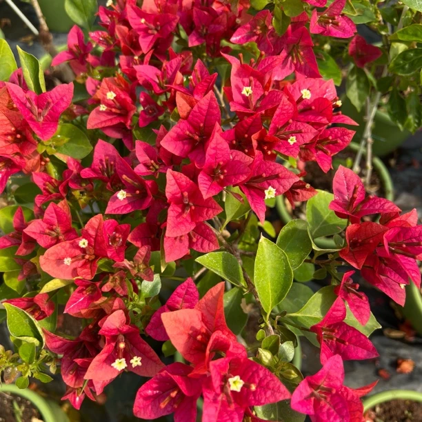 三角梅一物一拍 粉色牌-E区（E1—E100）