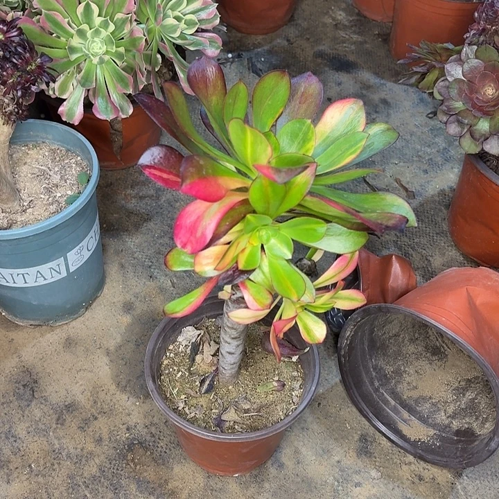 巫毒七彩法师多肉植物