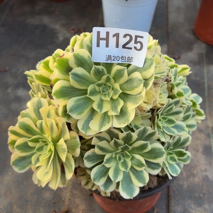 瑞妈多肉植物，125.迈