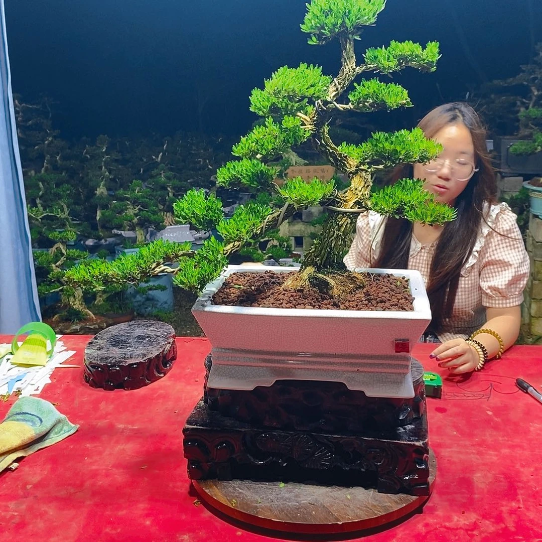 金***月完全开放广东黄杨盆景