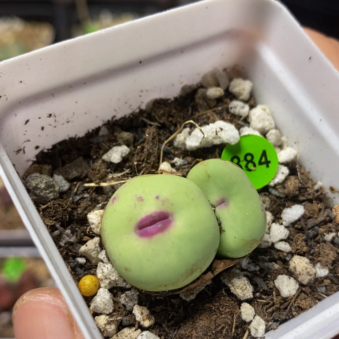 大嘴漂亮多肉植物884