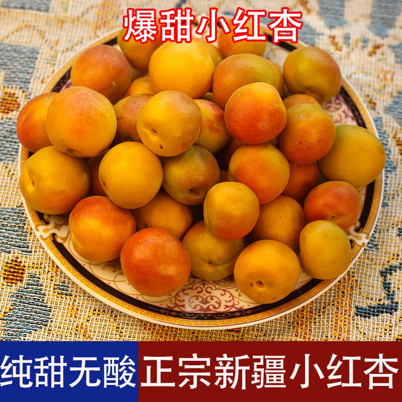 新疆吊干小红杏鲜果树上熟杏味浓郁多汁新鲜采摘