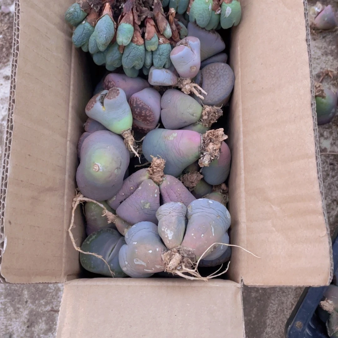 一箱母本88888888888