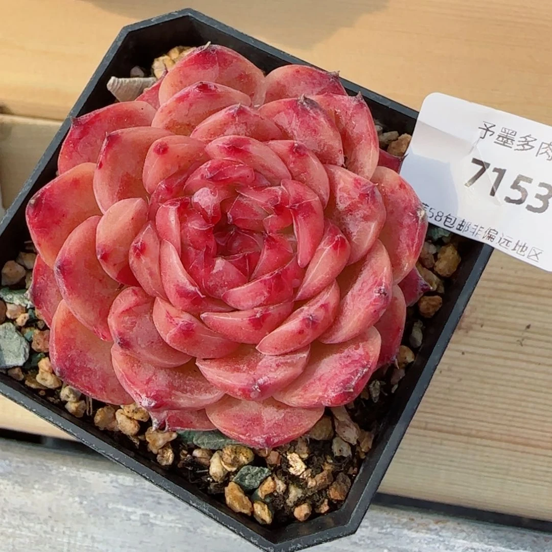 紫月，7153多肉植物