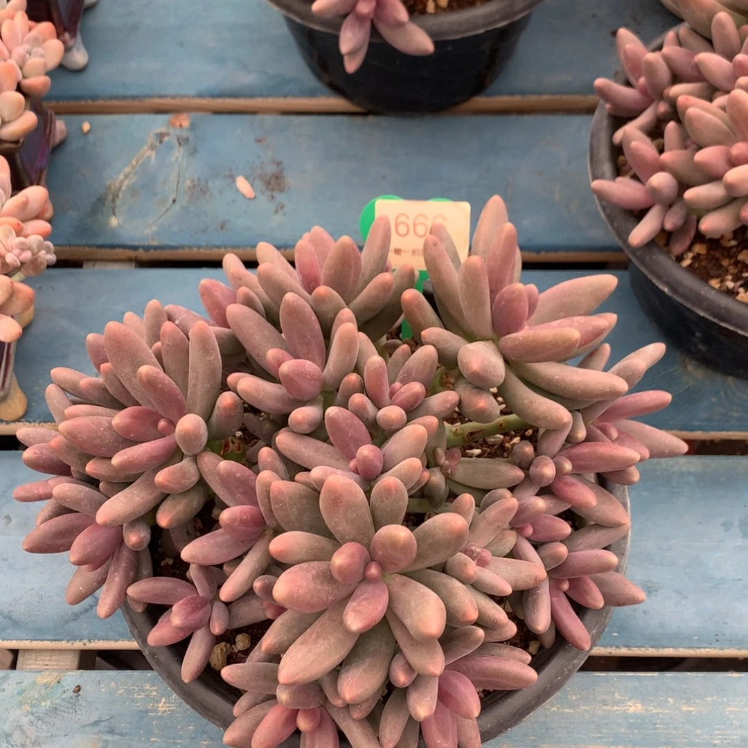 糖果美人无砍平头666