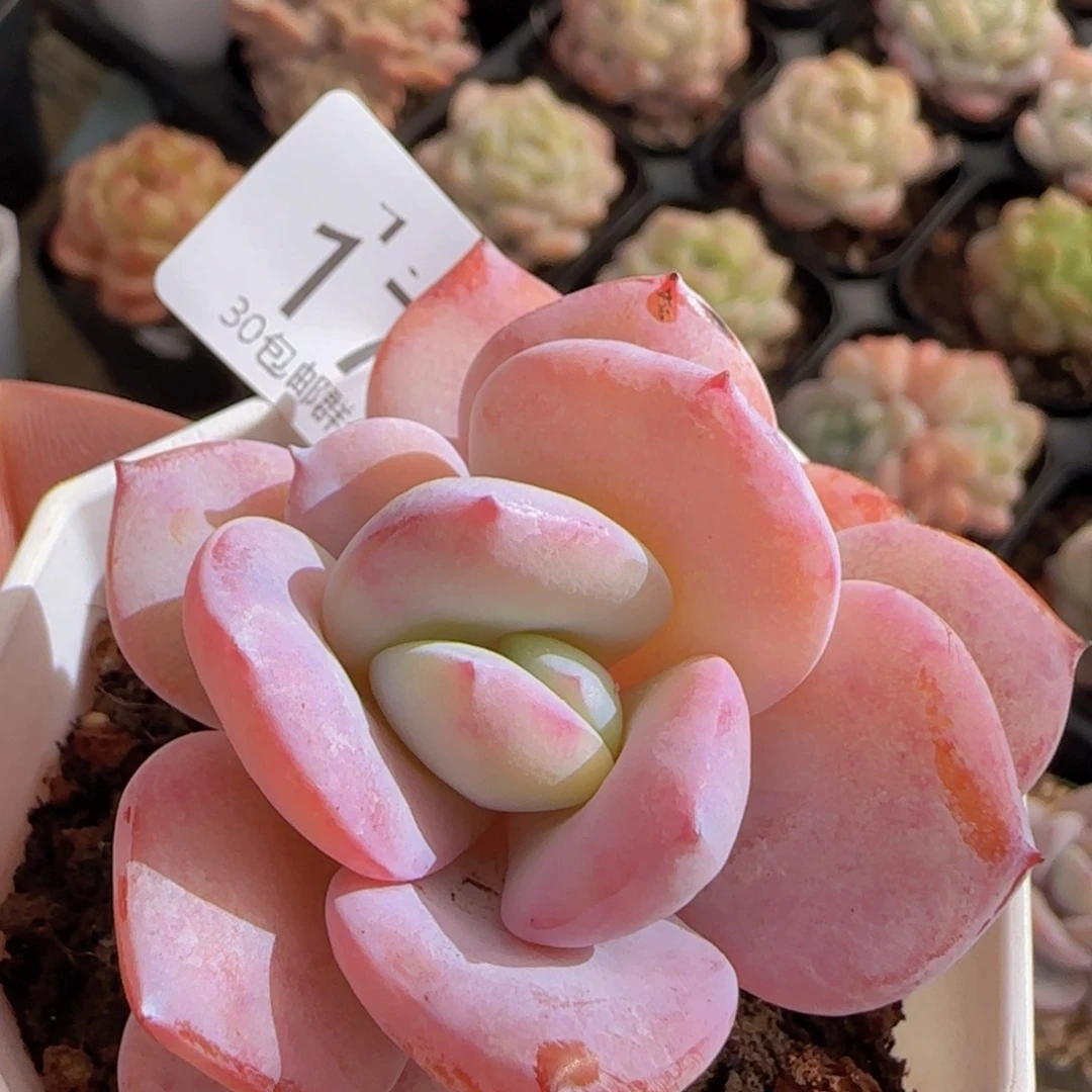 奶茶单头一颗脱土