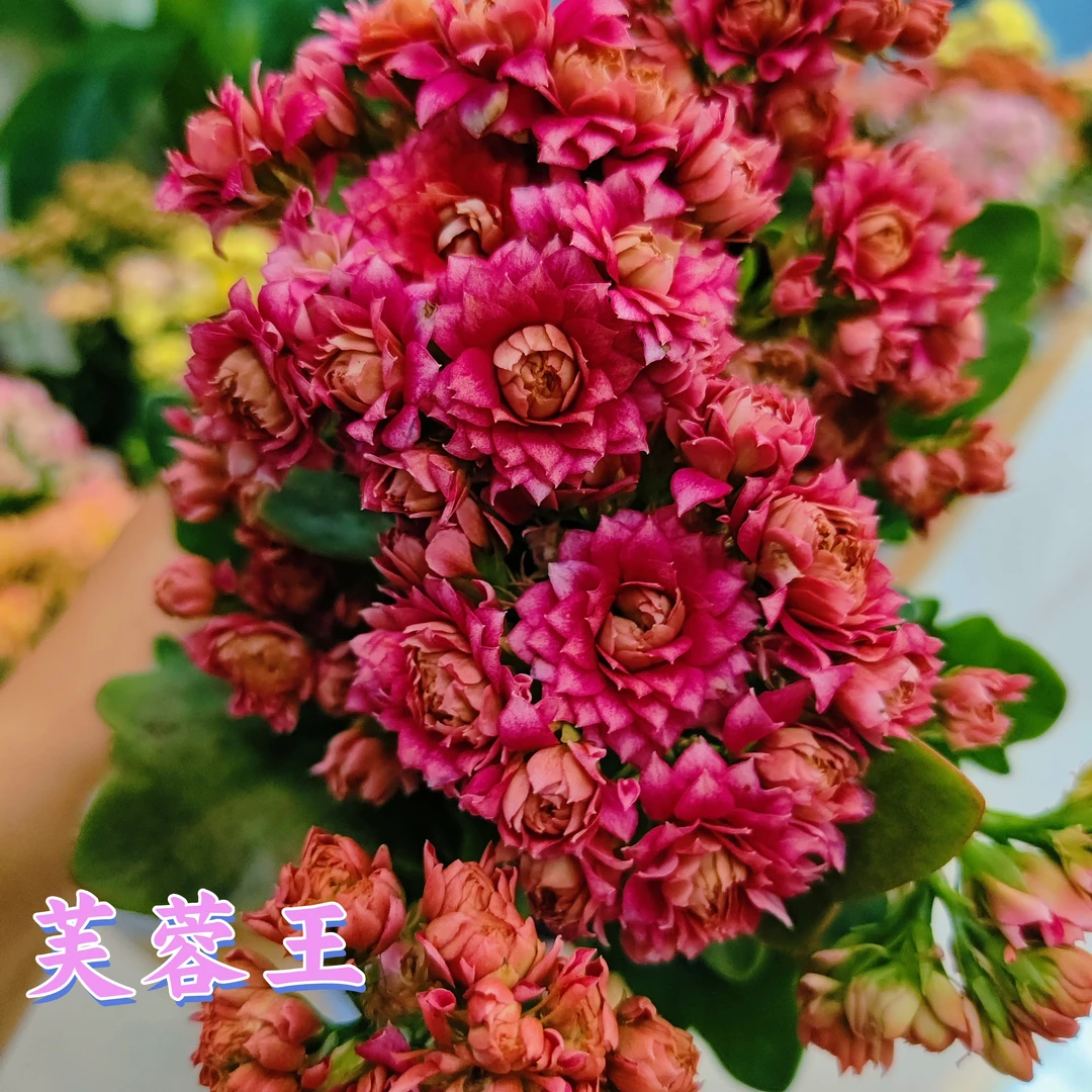 【芙蓉王长寿花】大花复色长寿花120盆