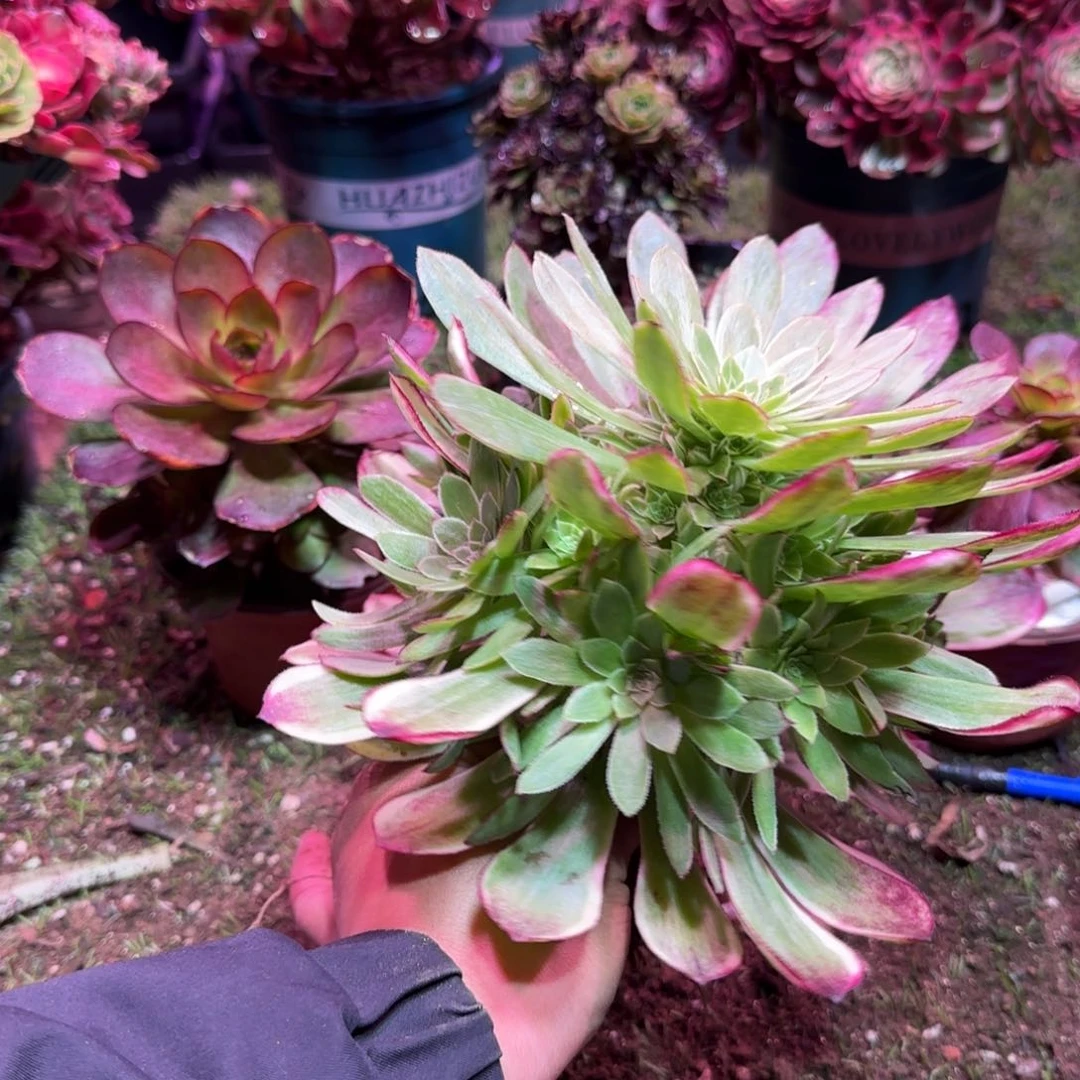 孔雀翎多肉捧花29.9