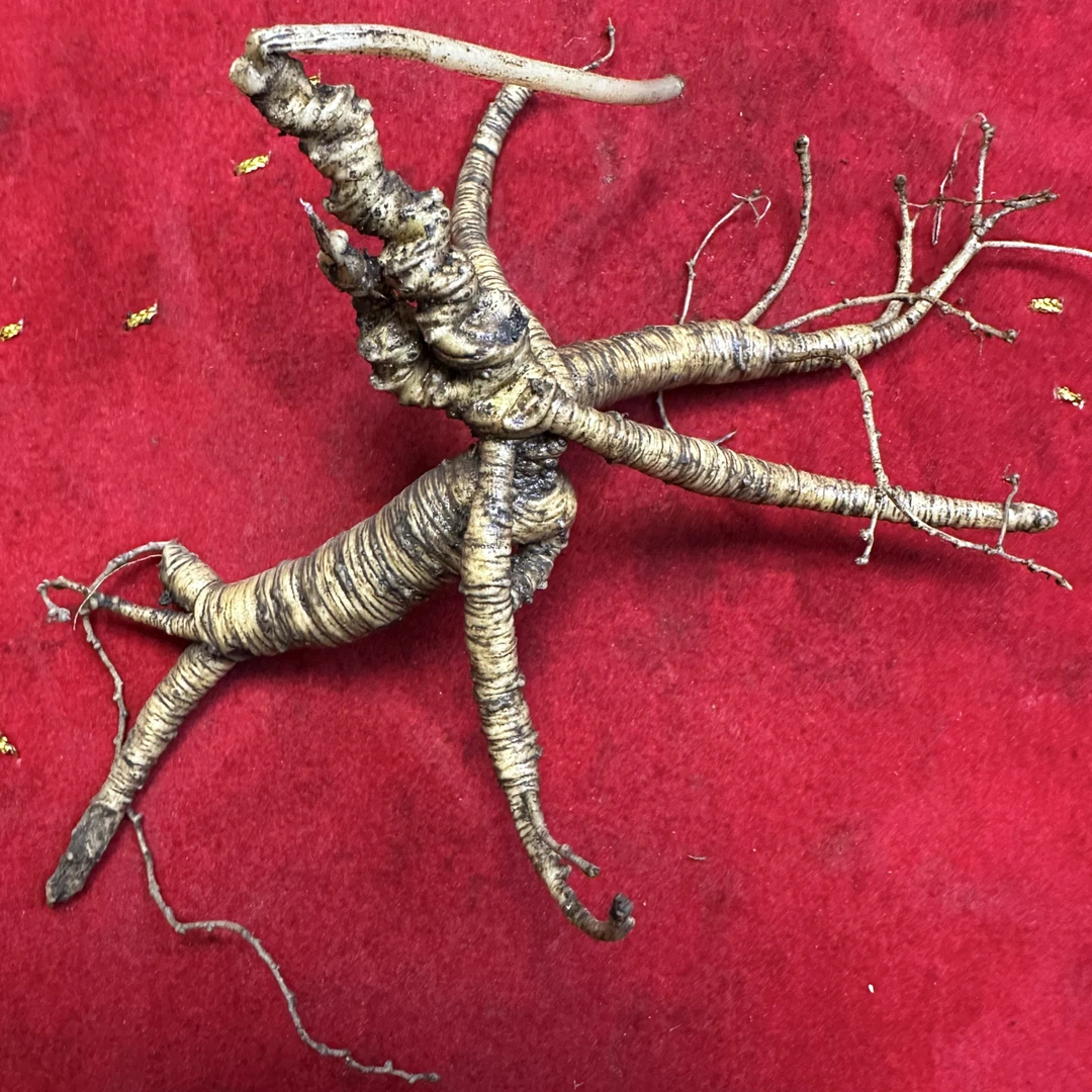 高龄林夏参【现挖现卖】原产地直发【一物一拍】鞭炮笋