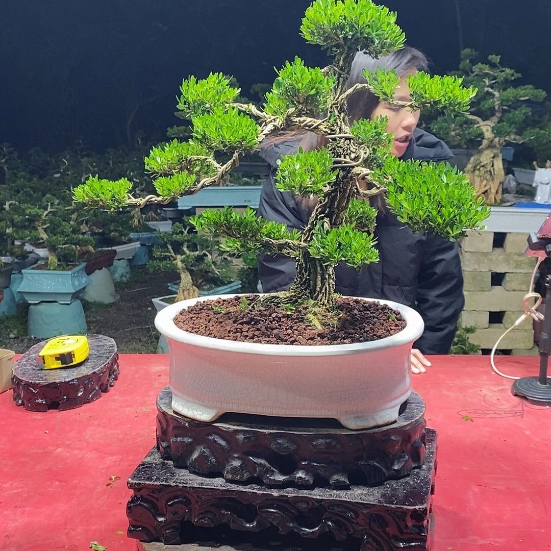 完全开放广东黄杨盆景