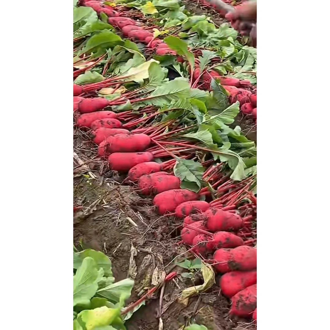 新鲜红皮白心萝卜可生吃凉拌泡菜专用产地直供