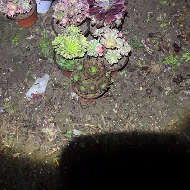 圆***O不包侧枝一物一拍74