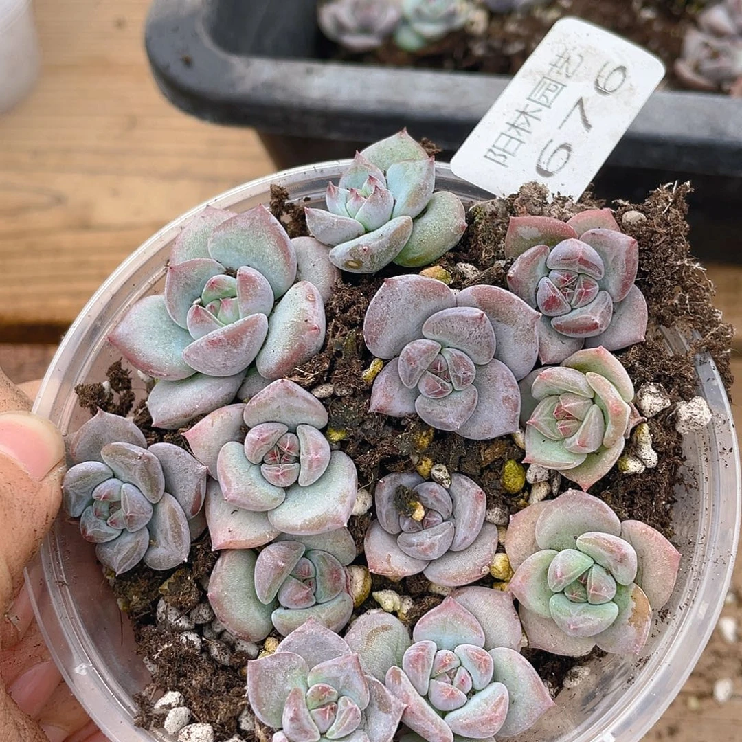 多肉植物多肉植物670