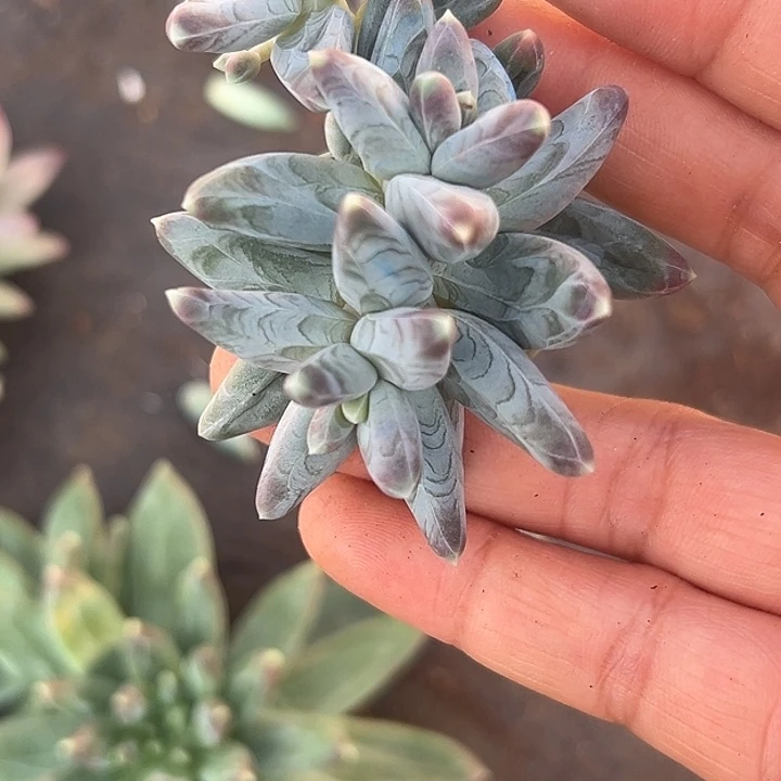 美人特价一物一拍