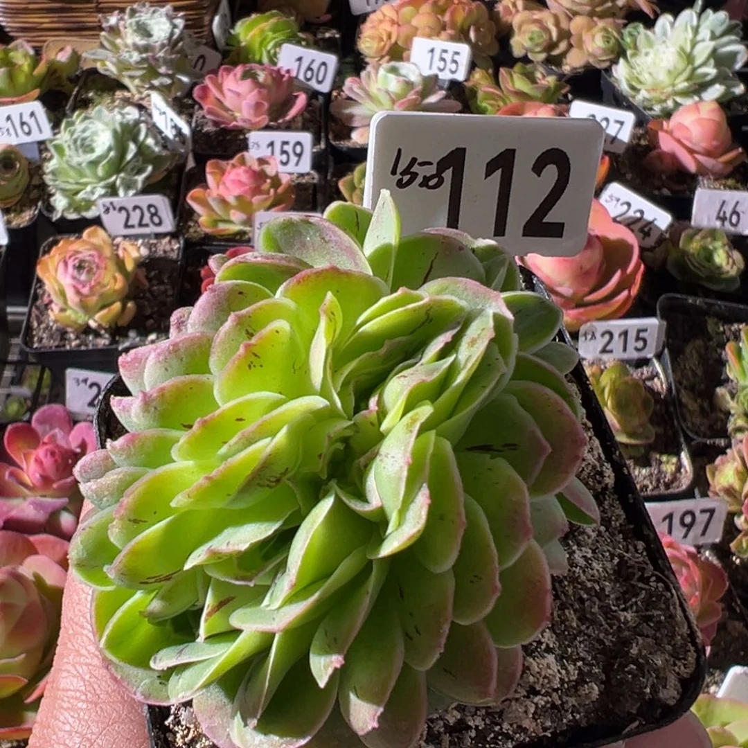 墨幽缀化112山地玫瑰多肉