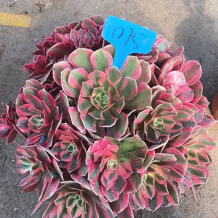 015 一颗女神法师多肉