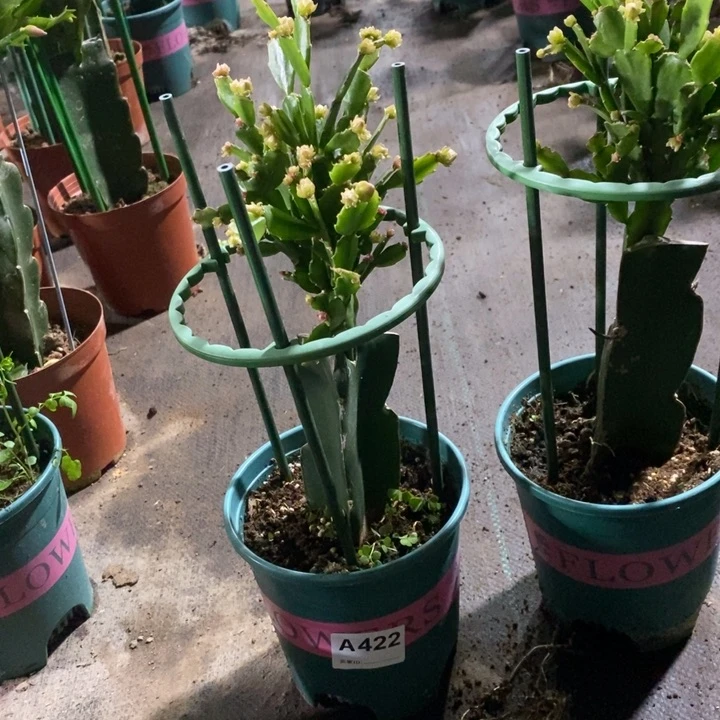 当前无花栽培后可以开花422嫁接028