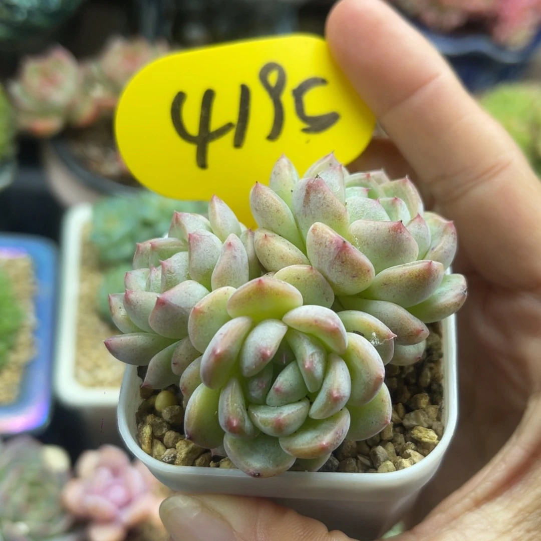 秃子甜心3头群4195