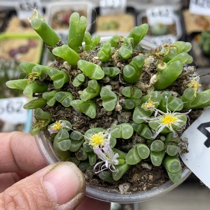 461冰风铃母本带盆ll