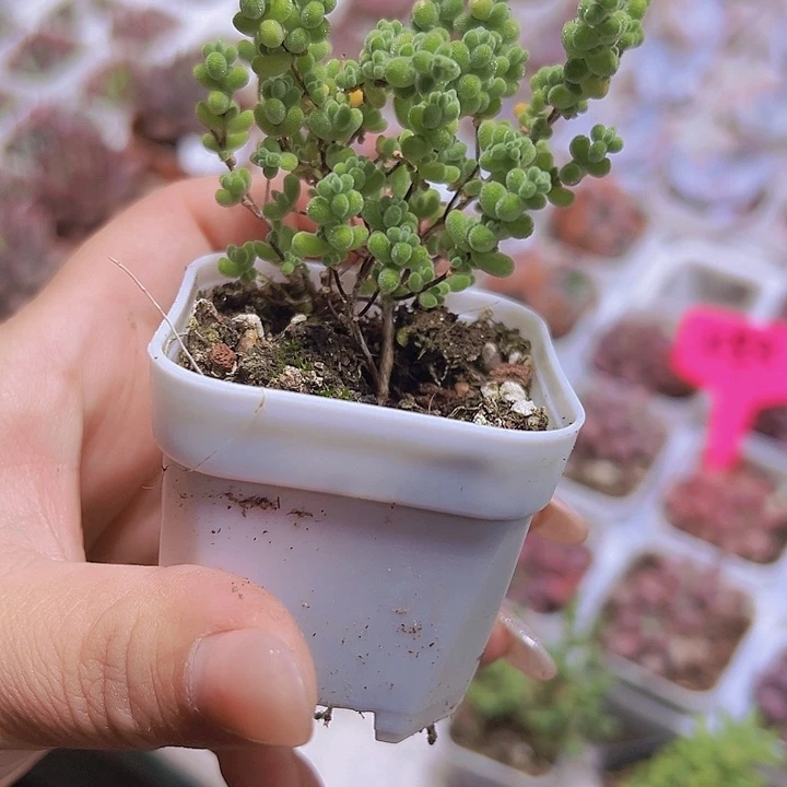 莱斯枝干19包邮多肉植物