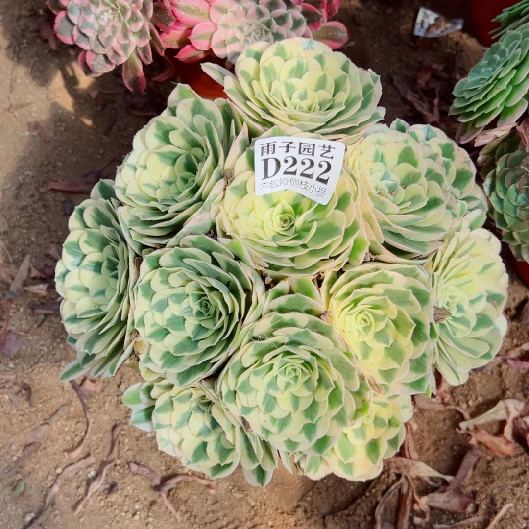 222迈巴赫尺寸20左右