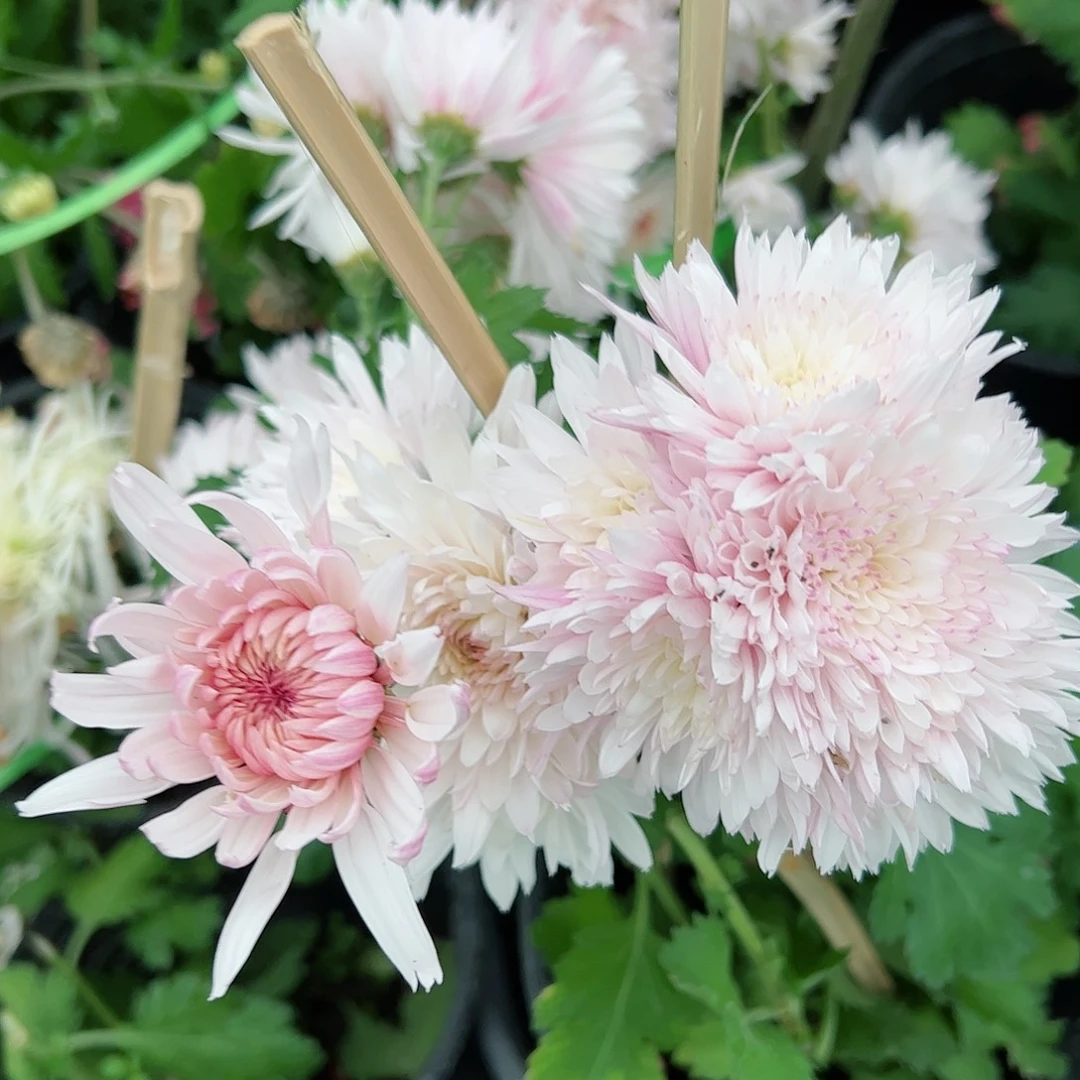 完全开放荷塘月色土球发